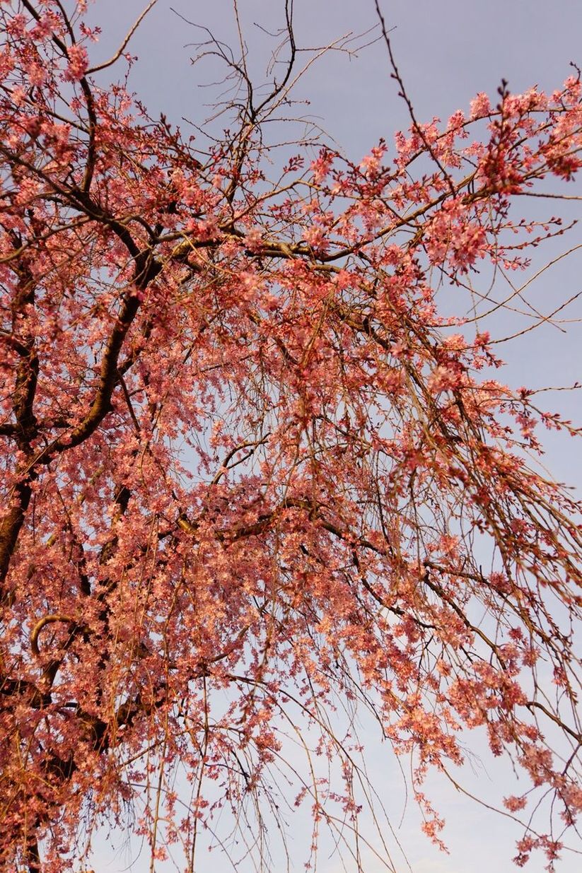 Low angle view of pink cherry blossoms against sky