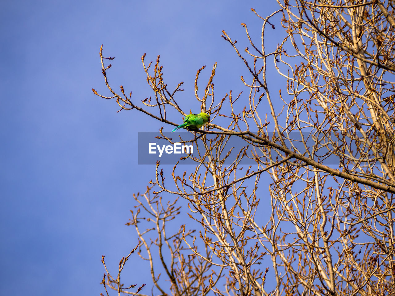 LOW ANGLE VIEW OF TREE BRANCH AGAINST BLUE SKY