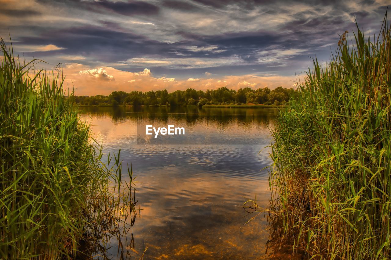 Scenic view of lake and reeds against sky during sunset