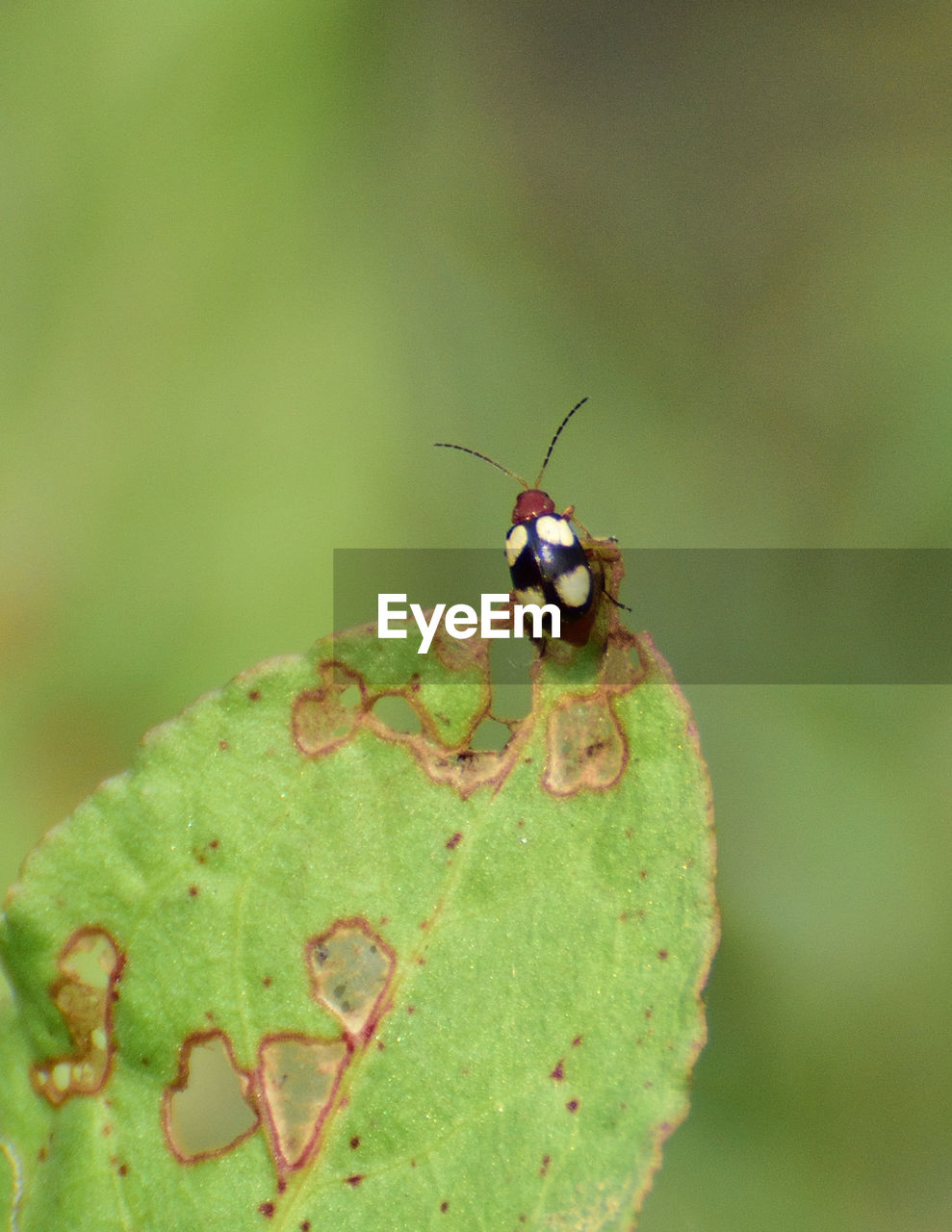 CLOSE-UP OF GRASSHOPPER ON PLANT