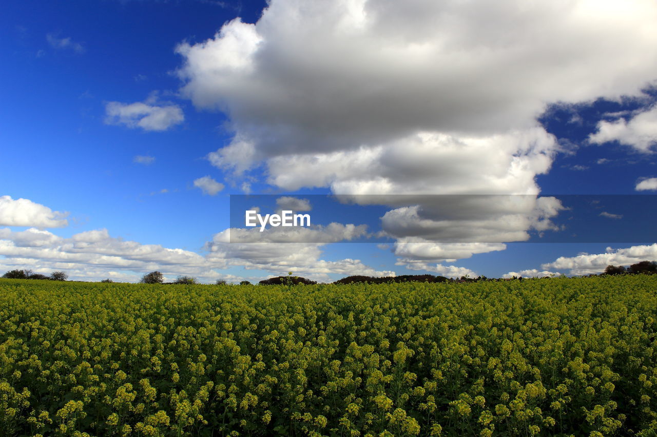 sky, cloud, landscape, plant, environment, field, land, rapeseed, agriculture, horizon, rural scene, crop, nature, growth, beauty in nature, scenics - nature, flower, freshness, food and drink, food, farm, sunlight, blue, no people, vegetable, meadow, abundance, green, produce, flowering plant, grassland, tree, rural area, day, grass, canola, outdoors, tranquility, springtime, plain, tranquil scene, hill, healthy eating, horizon over land, non-urban scene, cultivated, travel