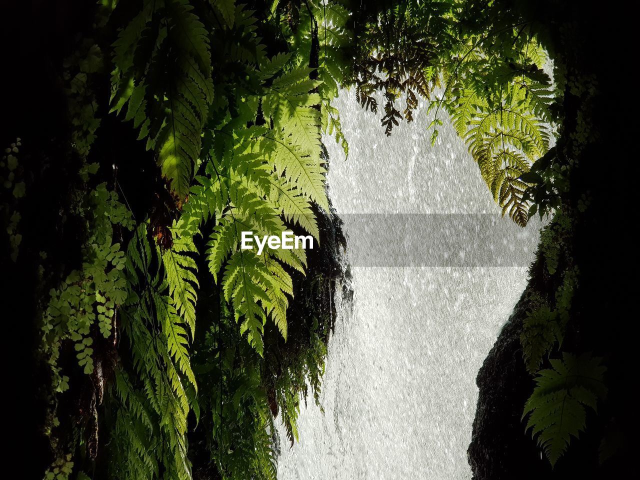 CLOSE-UP OF FRESH GREEN LEAVES WITH WATER IN FOREST