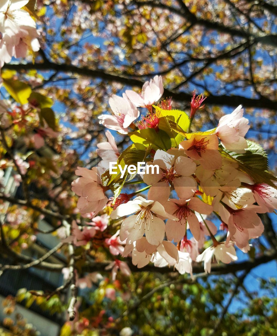 LOW ANGLE VIEW OF FLOWERS ON BRANCH