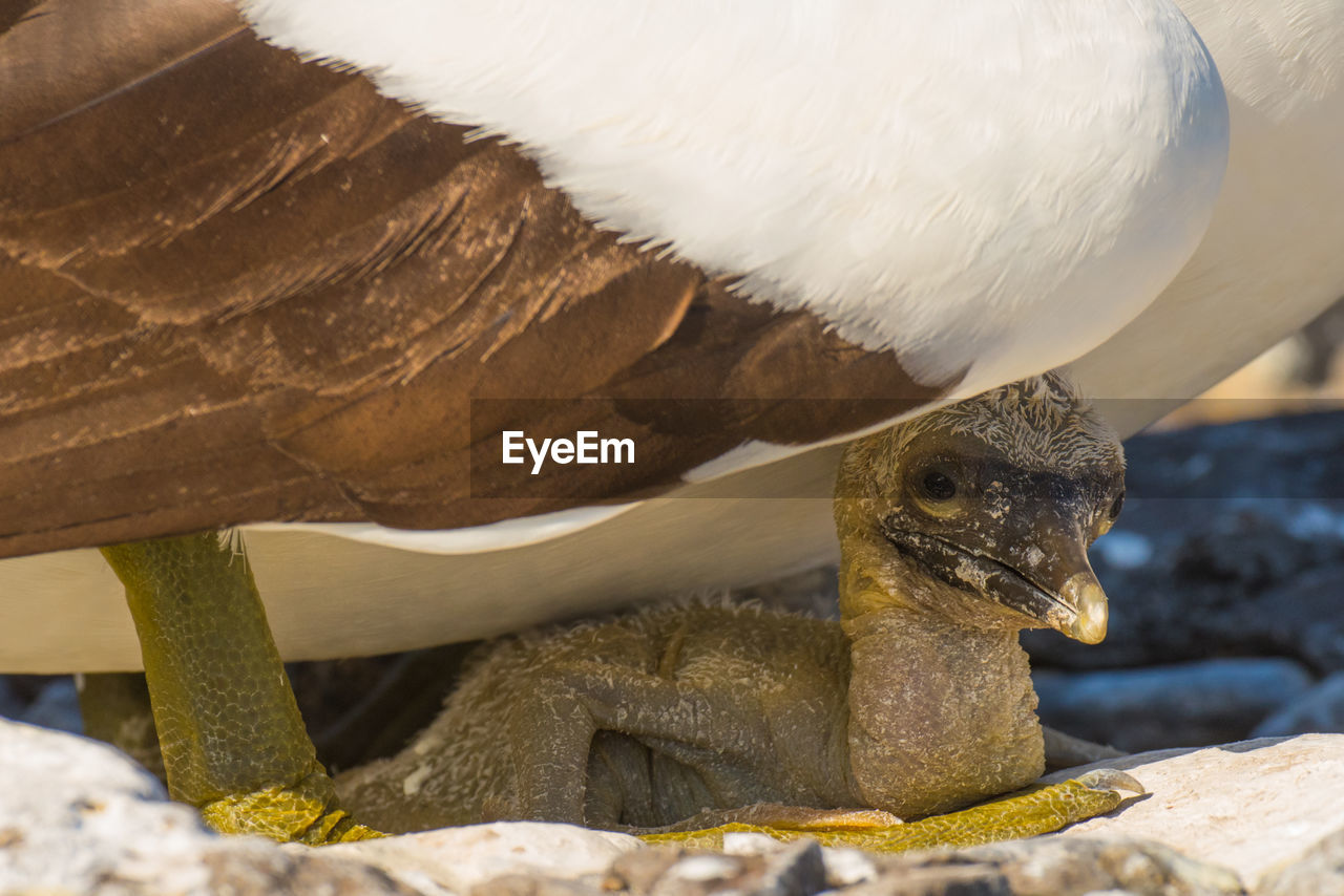 Close-up of nazca booby with young bird