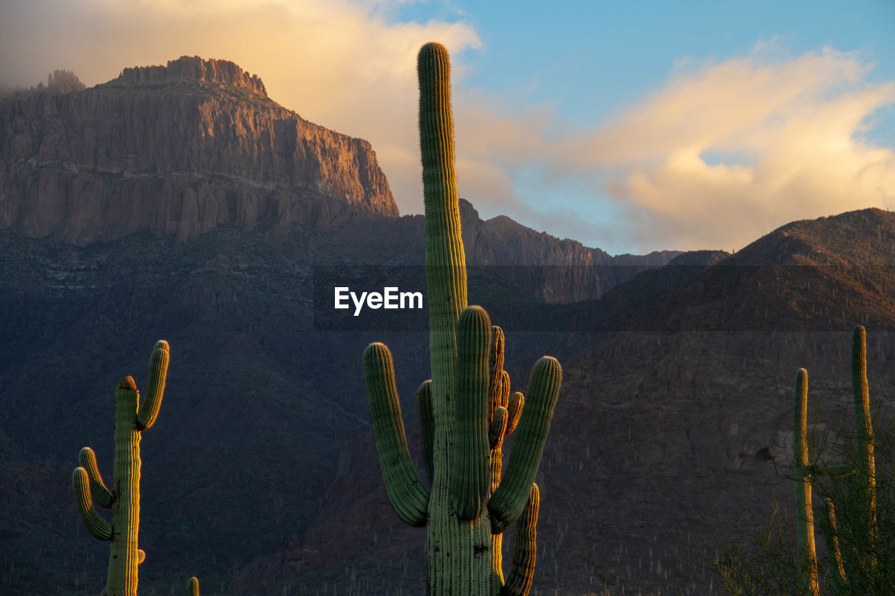 CACTUS PLANTS GROWING ON LAND AGAINST MOUNTAINS