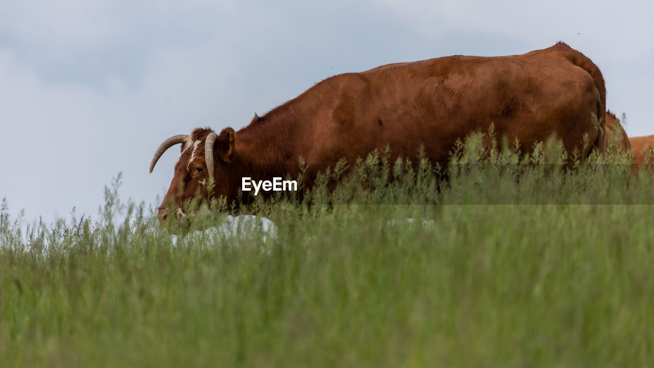 COW ON FIELD