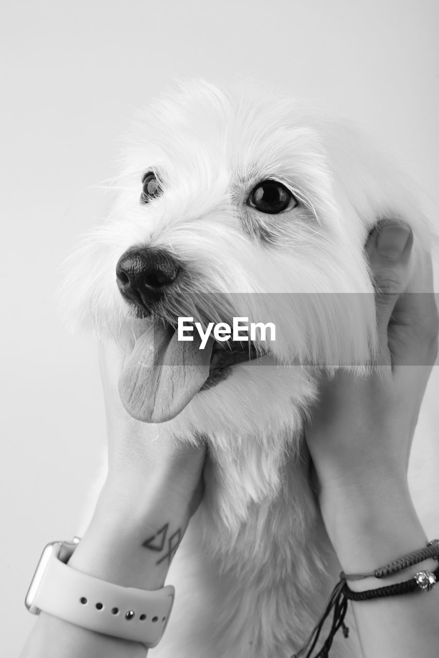 Close-up of dog against white background