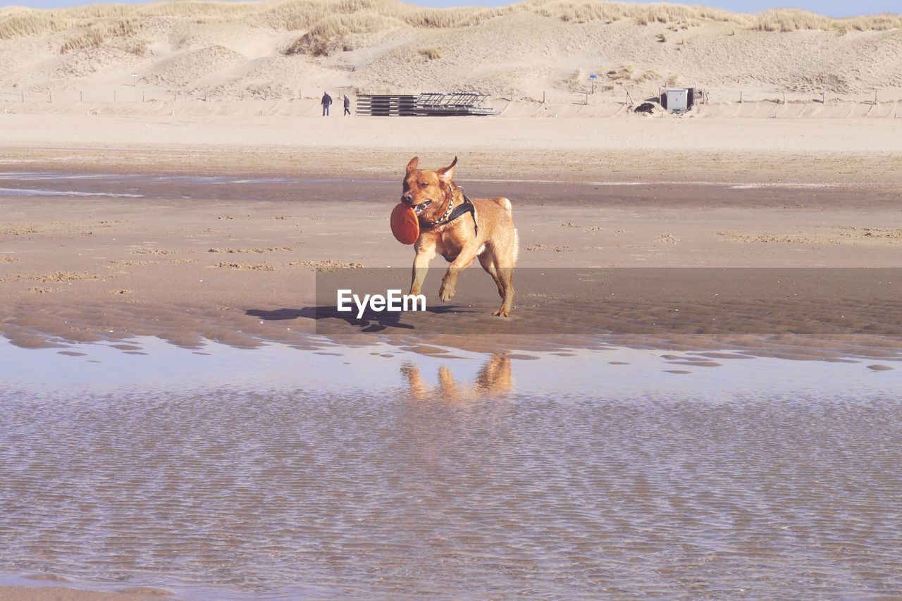 Dog running with plastic disc at beach