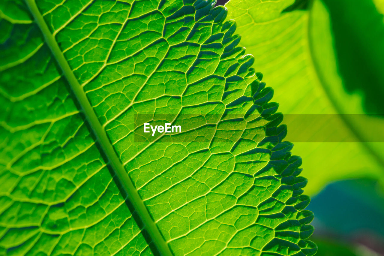 close-up of green leaves