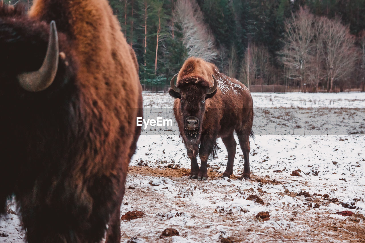 One bison is standing behind another on the winter field in snow