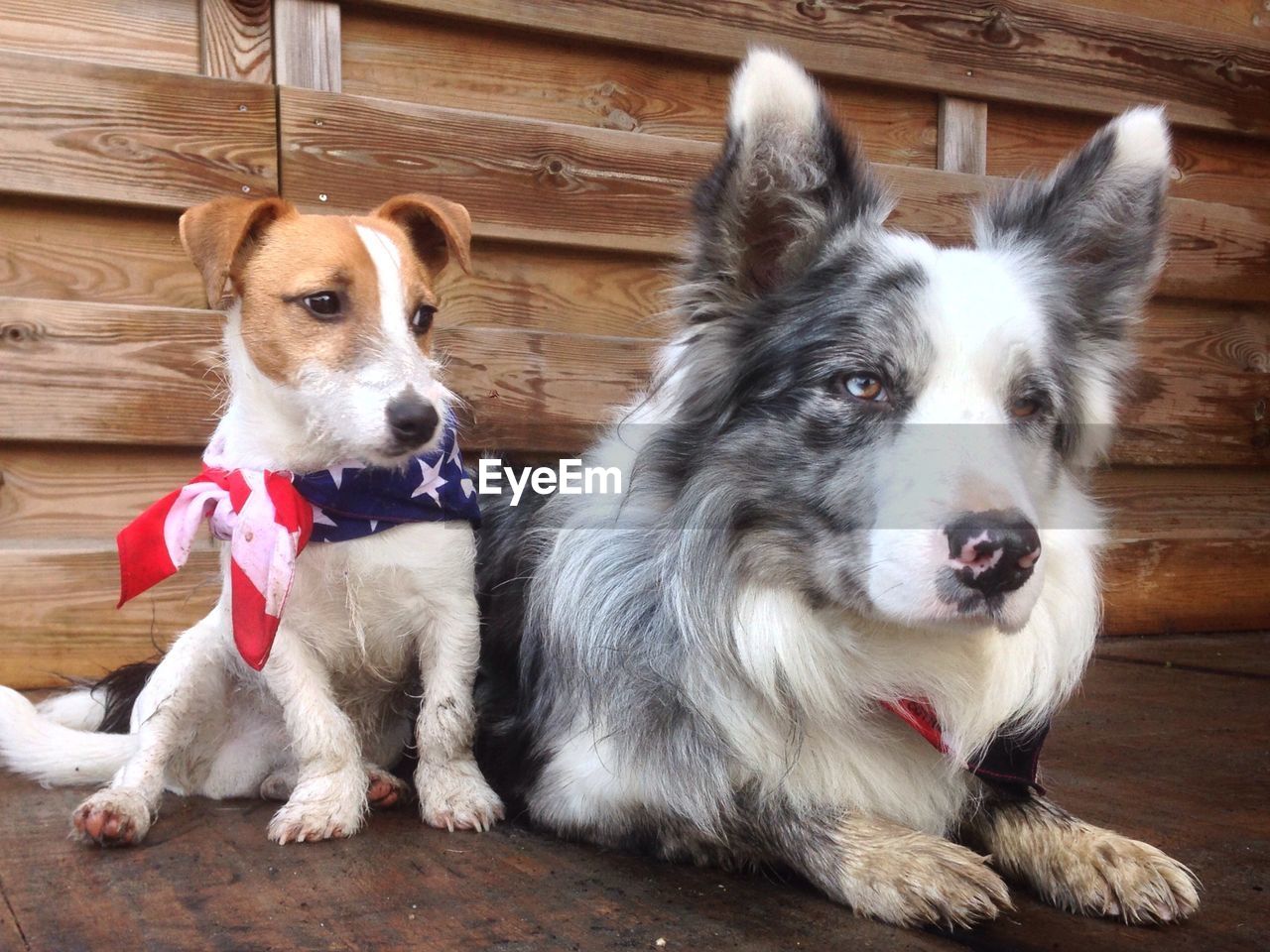 Jack russell and border collie sitting on floor against wooden wall