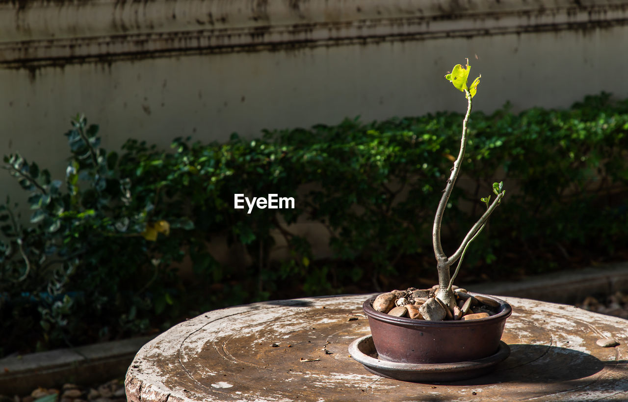 CLOSE-UP OF POTTED PLANTS IN YARD