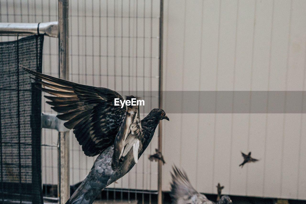 Birds flying in zoo