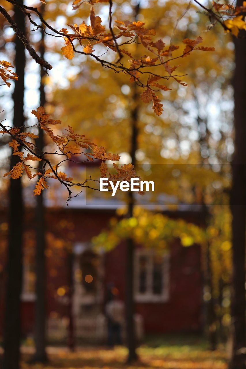 AUTUMN TREE AGAINST BUILDINGS