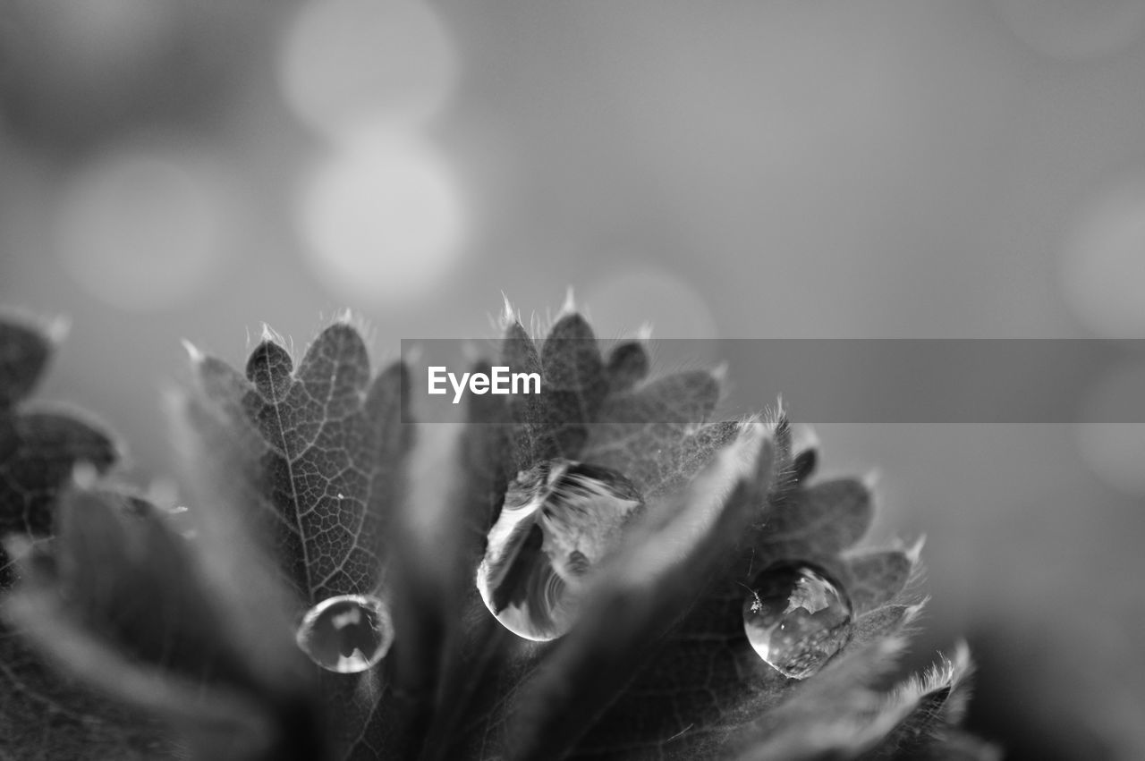 Close-up of water drops on leaves