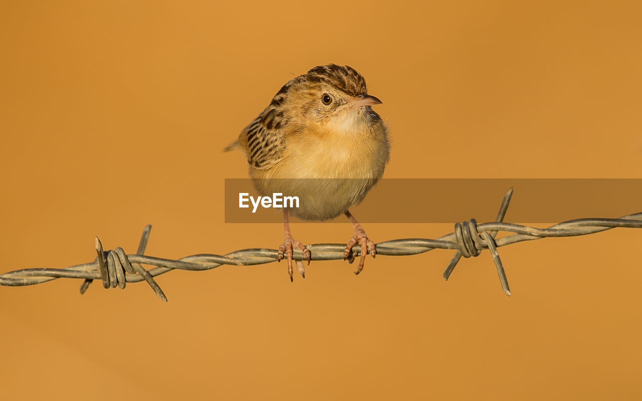 CLOSE-UP OF A BIRD PERCHING ON A METAL