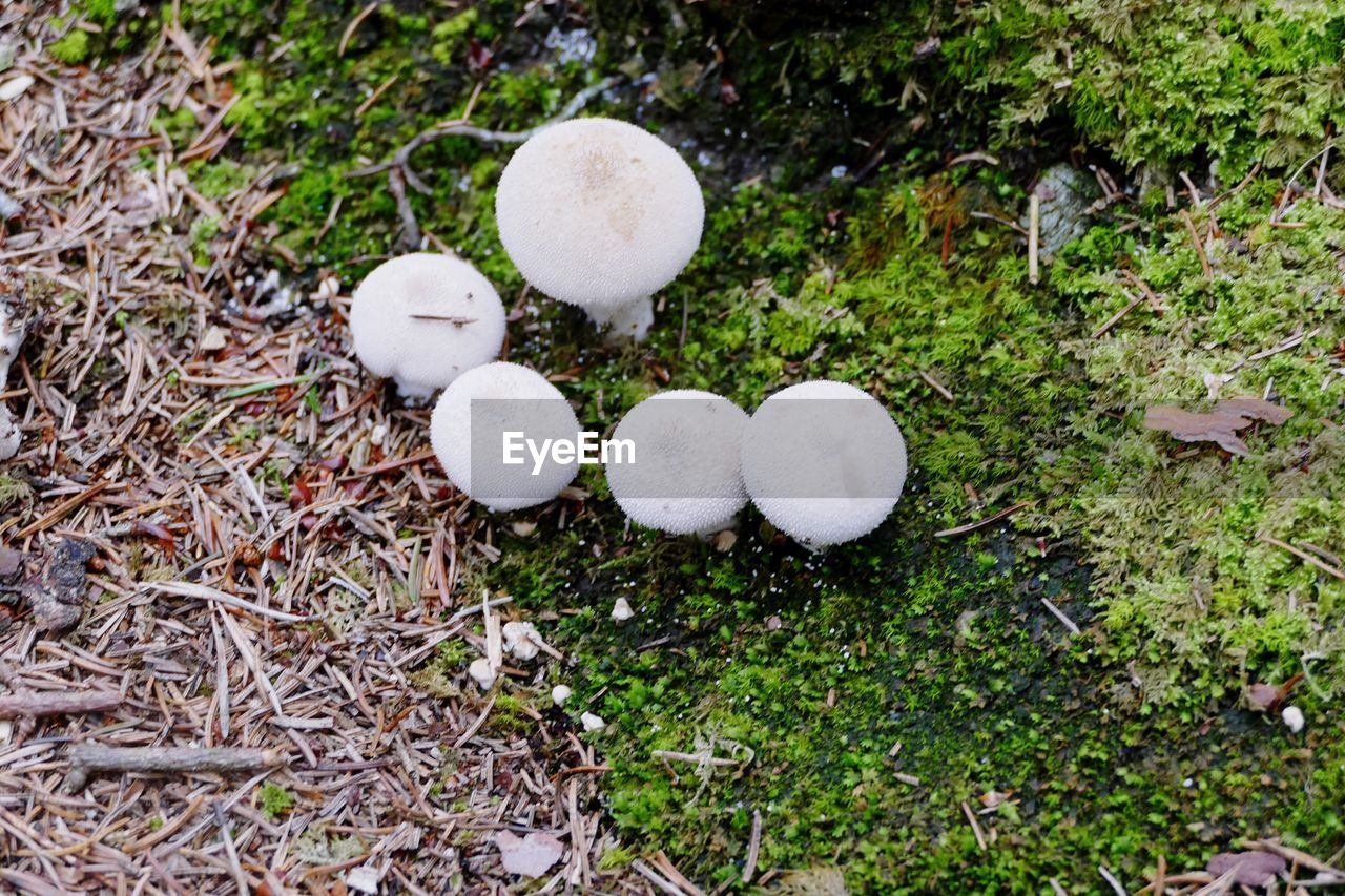 HIGH ANGLE VIEW OF MUSHROOM GROWING IN FIELD