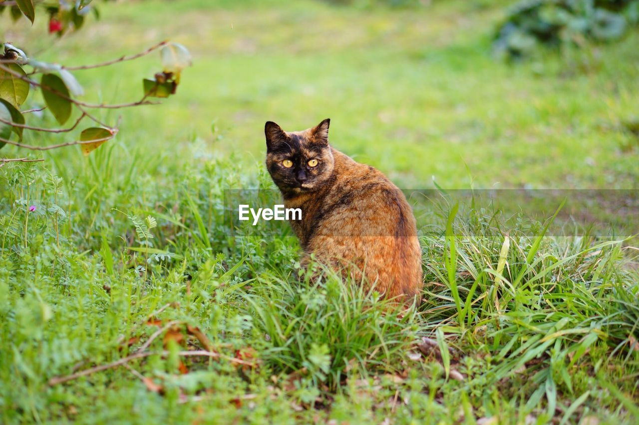 Cat on field