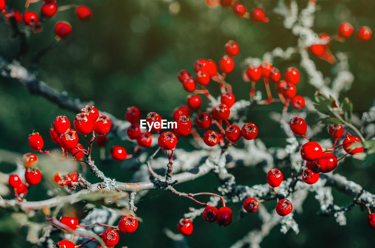 Red ripe berries of hawthorn branches with dark green leaves. autumn harvest of medicinal plants.