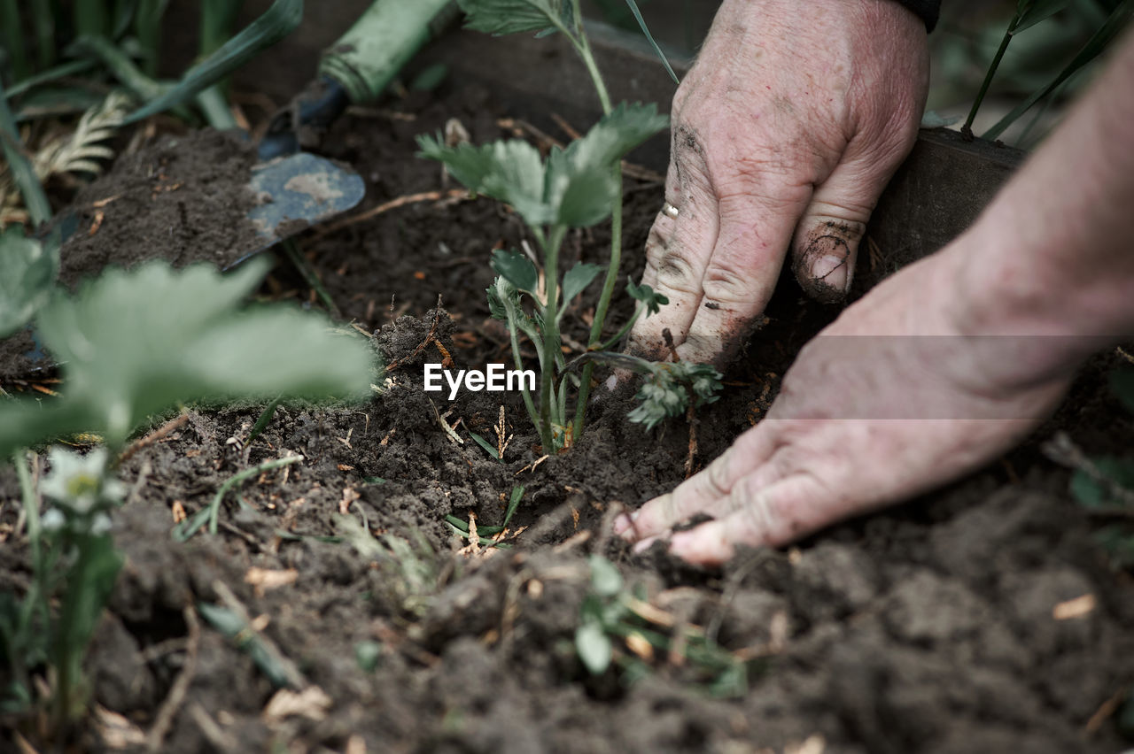 Planting strawberry seedlings with hands in the ground in the garden, spring, village