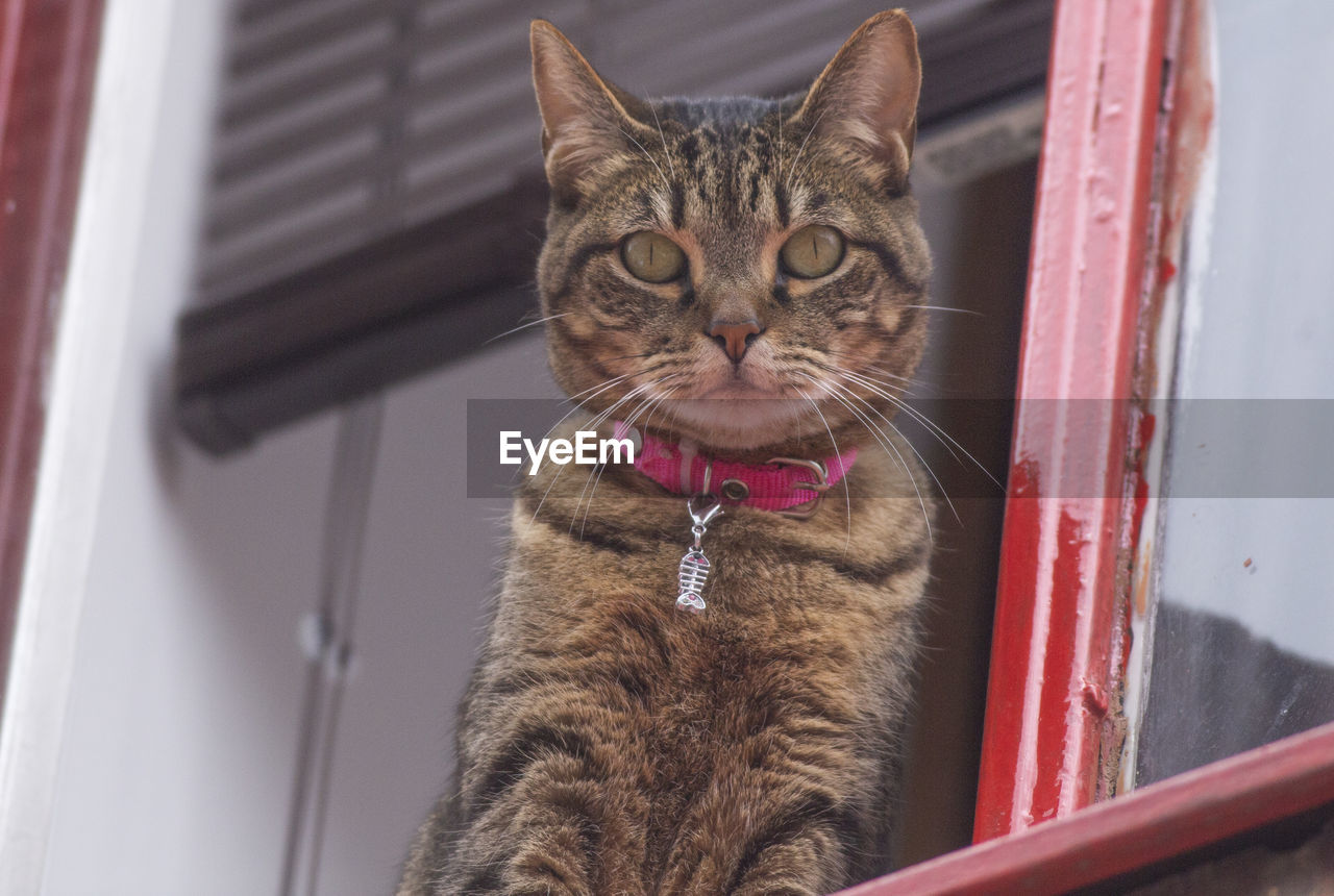 CLOSE-UP PORTRAIT OF A CAT LOOKING THROUGH WINDOW