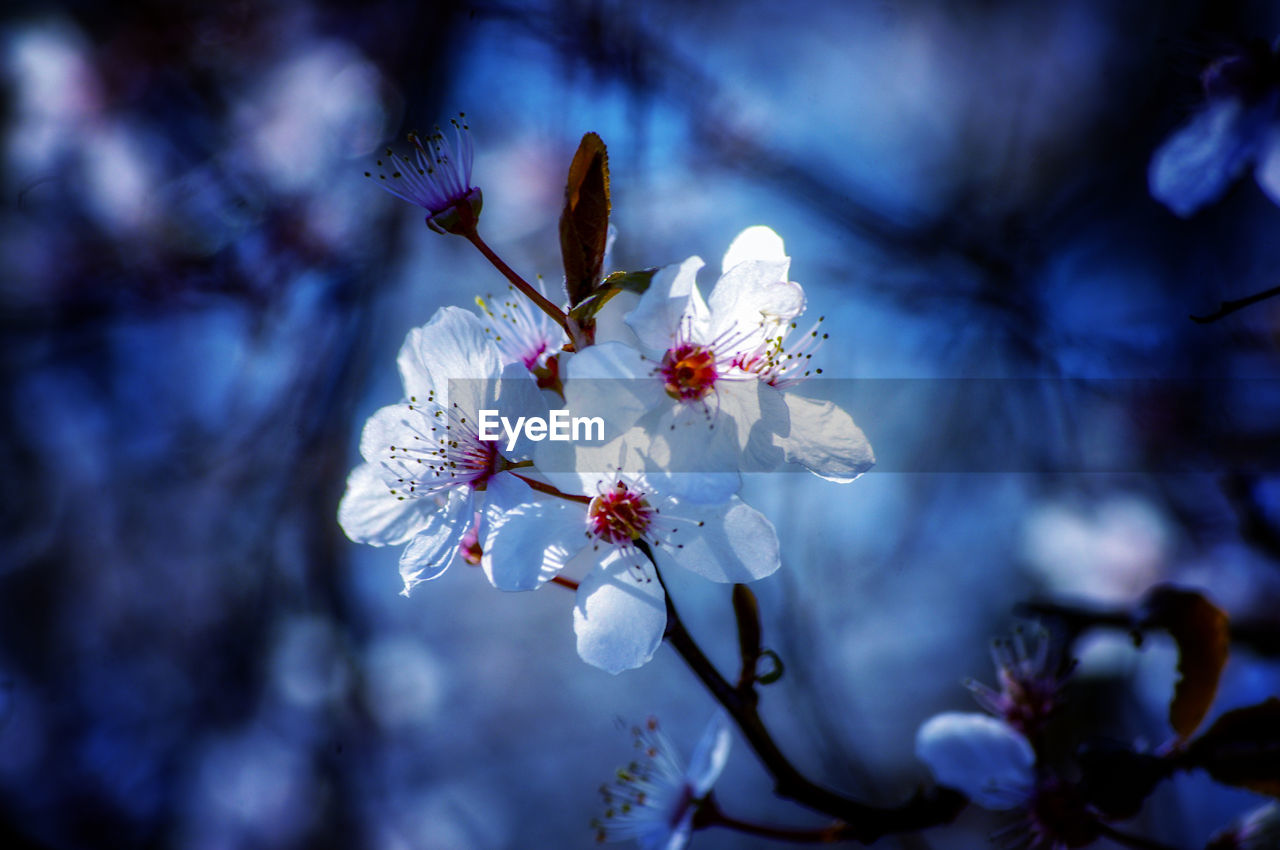 Close-up of cherry blossoms in spring