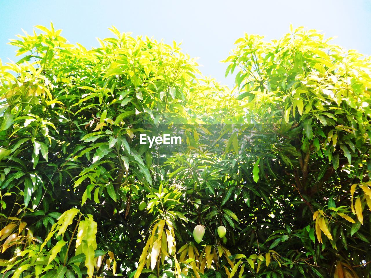 CLOSE-UP OF FRESH GREEN PLANTS AGAINST CLEAR SKY