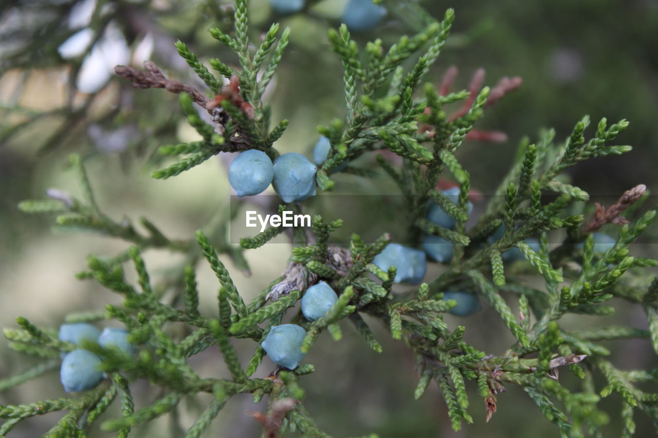 Close-up of fruits on tree