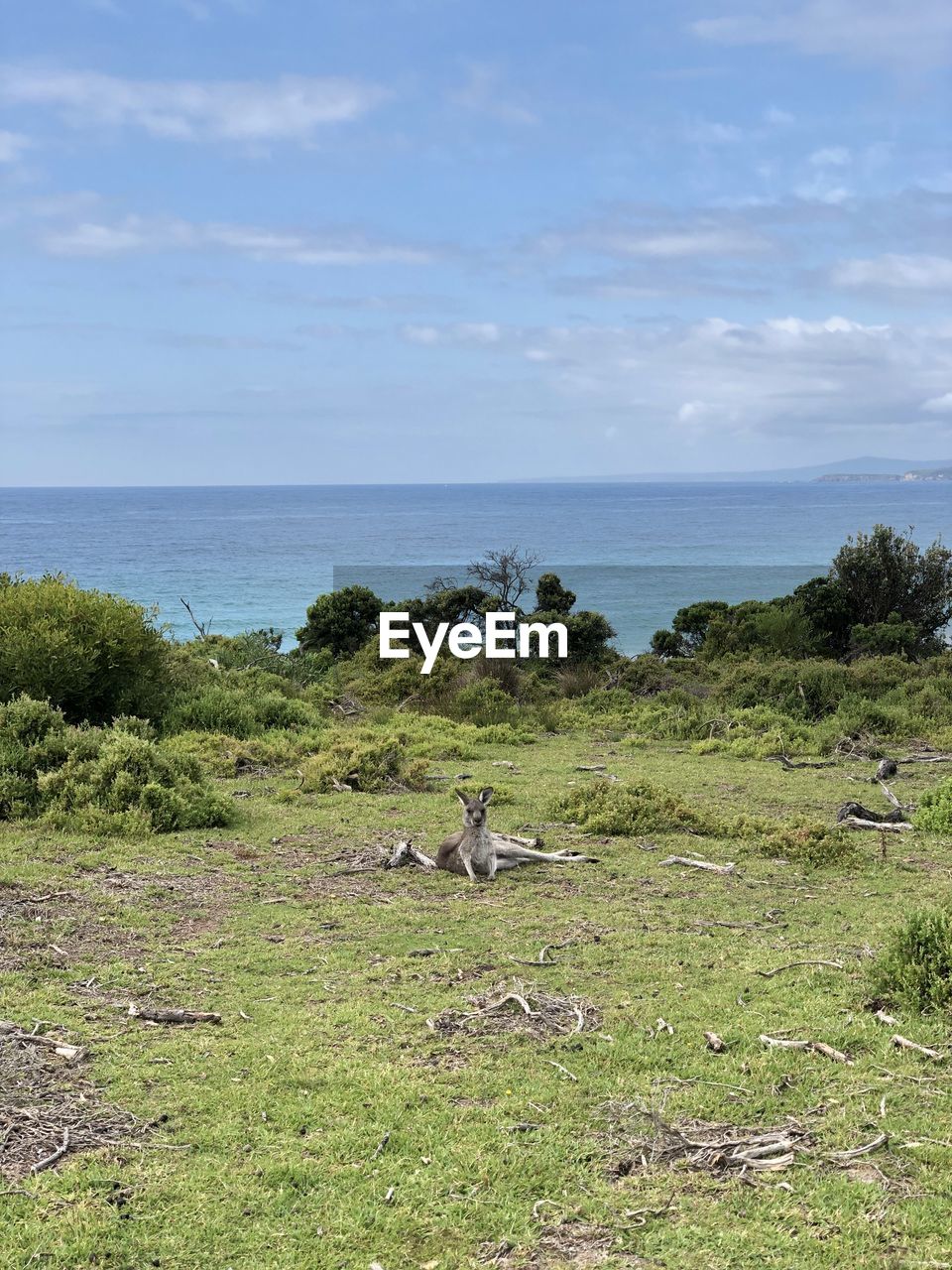 Scenic view of sea against sky with kangaroo lying down