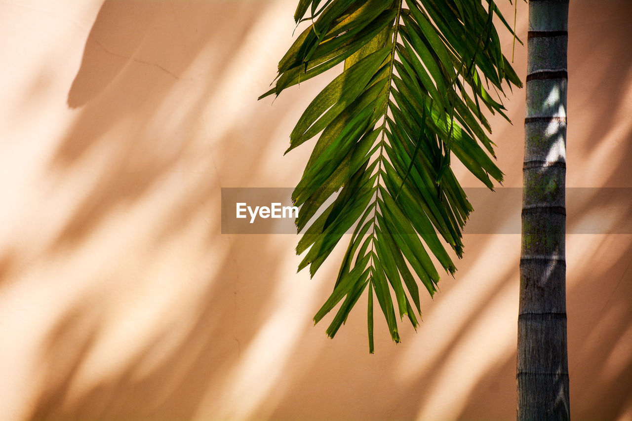 Close-up of palm tree against wall