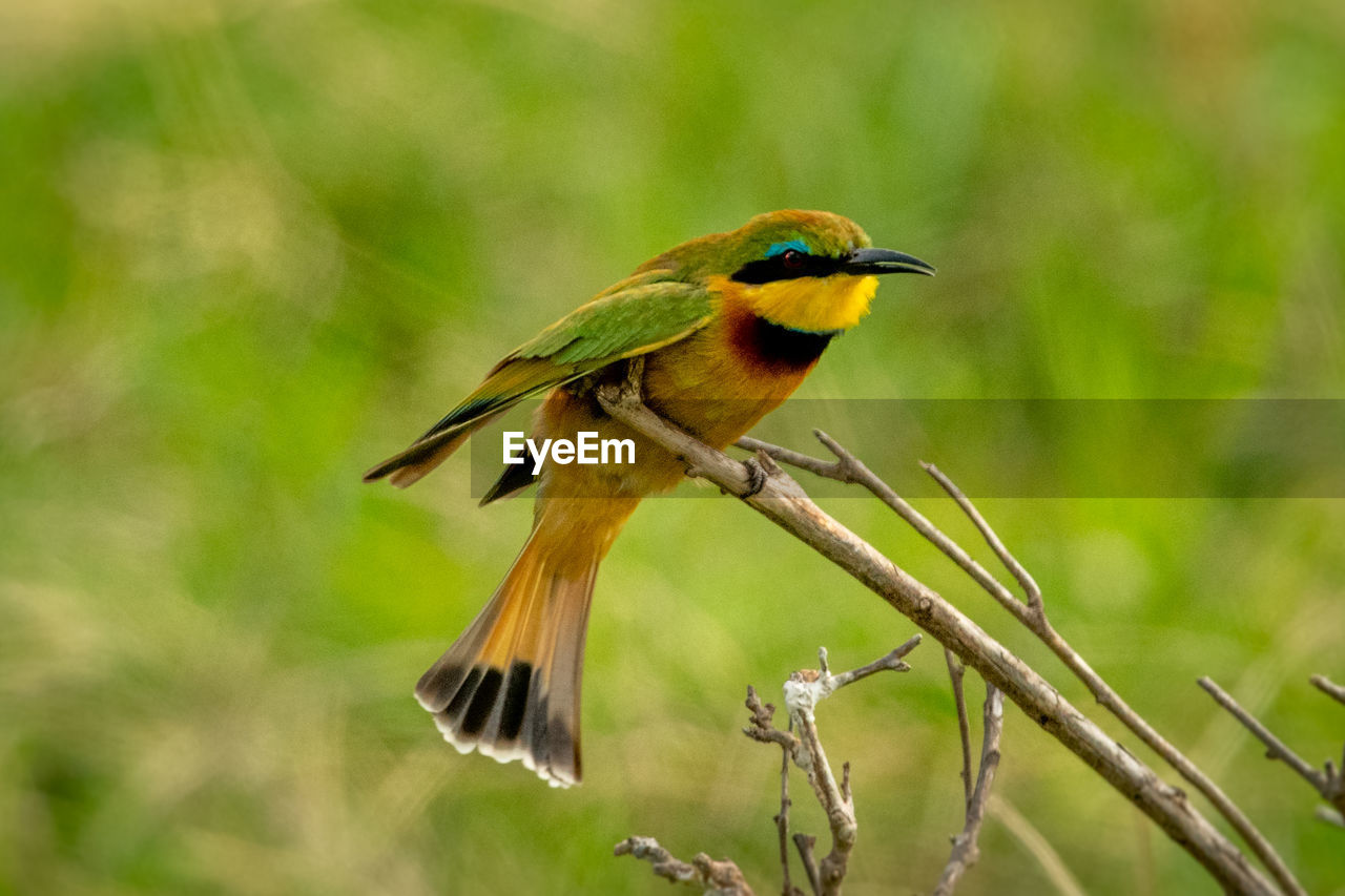 Little bee-eater on branch with open beak