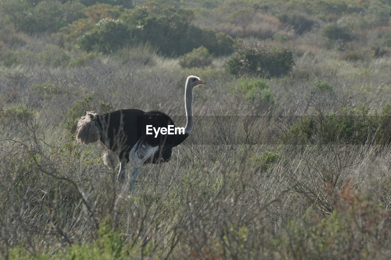 View of ostrich on field