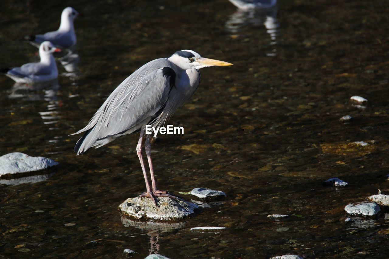 CLOSE-UP OF HERON PERCHING ON LAKE