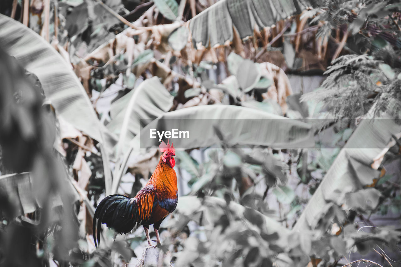 BIRD PERCHING ON A GROUND