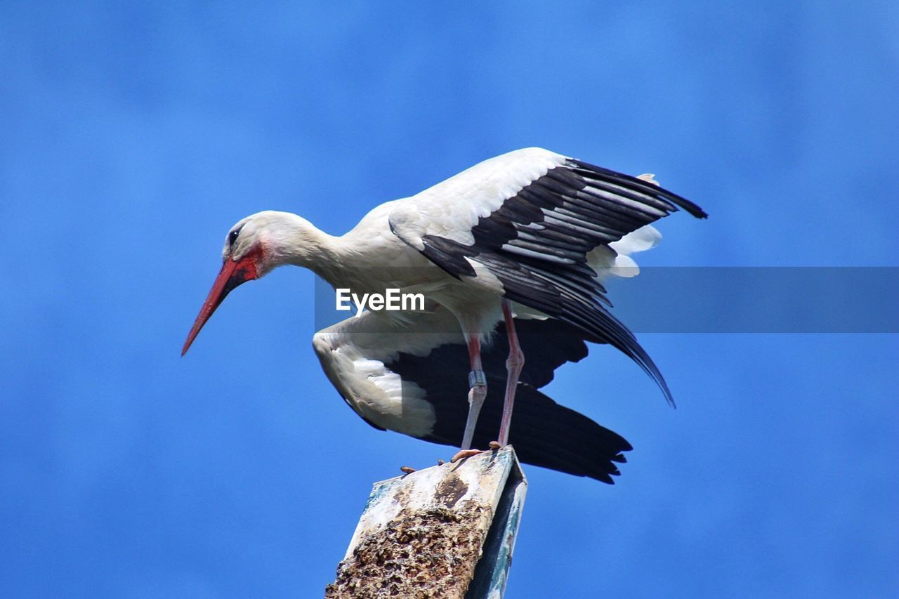 Low angle view of stork perching on pole against sky