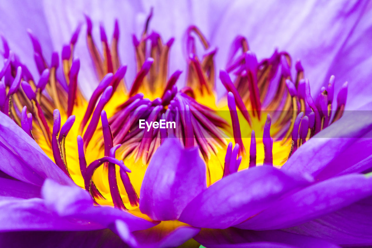 flower, flowering plant, freshness, beauty in nature, plant, fragility, petal, close-up, purple, flower head, inflorescence, growth, macro photography, nature, pollen, no people, vibrant color, blossom, macro, selective focus, springtime, crocus, outdoors, botany, focus on foreground, yellow