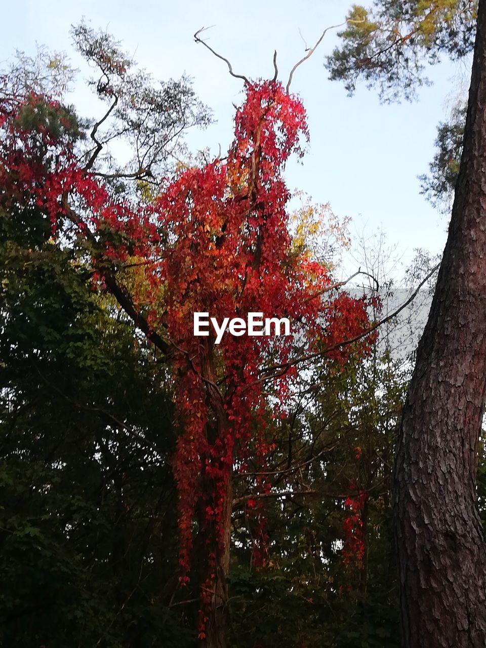 LOW ANGLE VIEW OF TREES IN FOREST AGAINST SKY