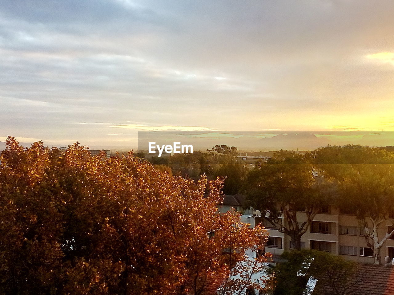 AUTUMN TREES AGAINST SKY