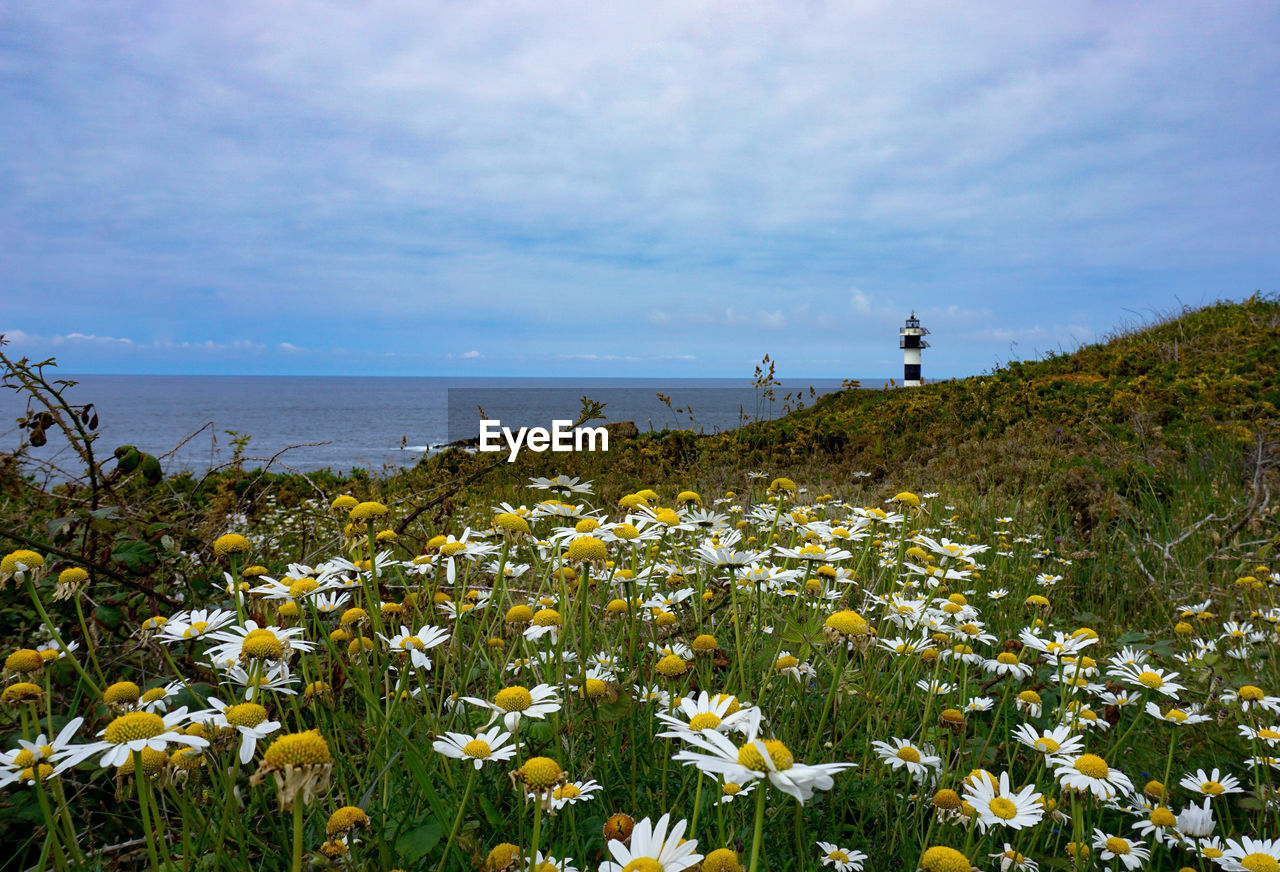 Flowering plants by sea against sky