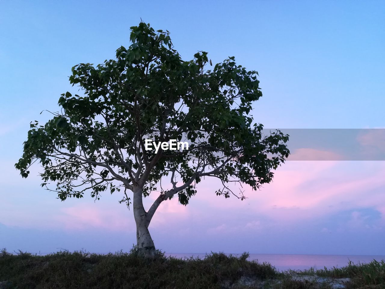 LOW ANGLE VIEW OF TREES AGAINST BLUE SKY