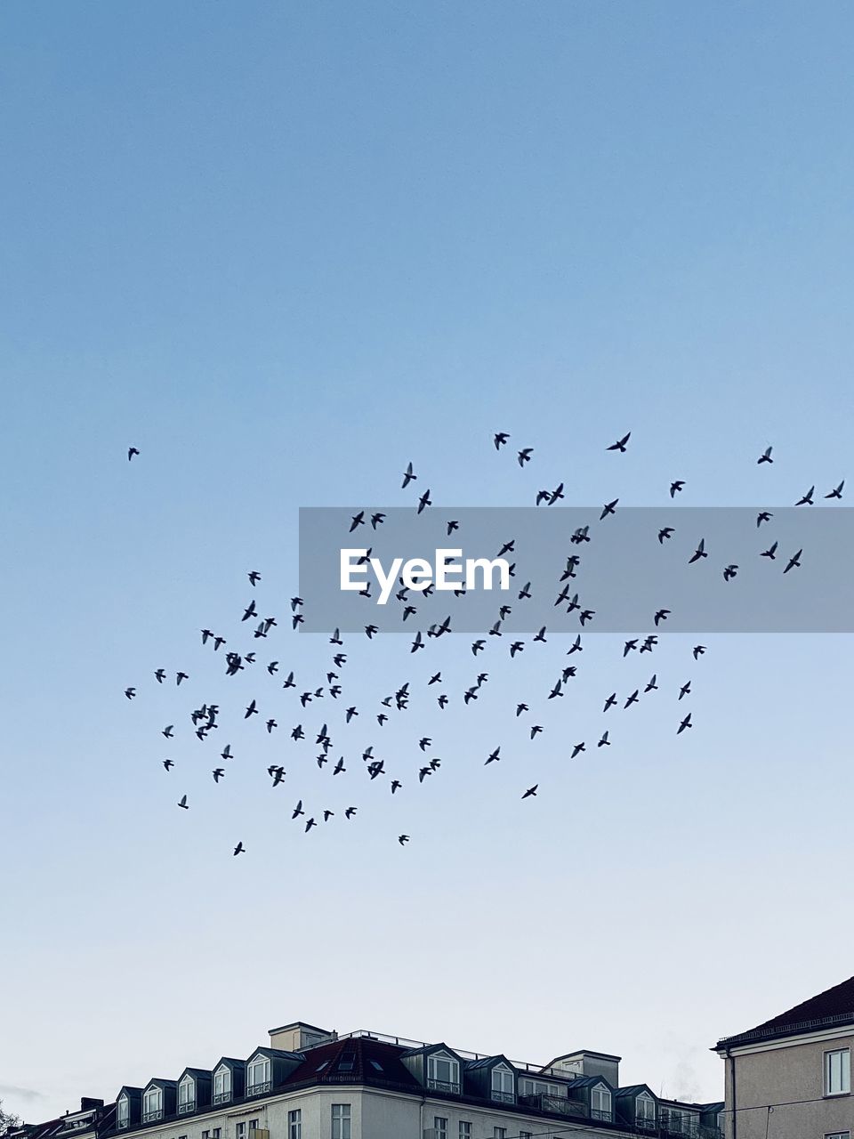 large group of animals, animal, animal themes, animal wildlife, wildlife, group of animals, bird, flying, flock of birds, sky, architecture, building exterior, nature, flock, built structure, no people, mid-air, clear sky, building, bird migration, animal migration, day, low angle view, outdoors, blue, motion, city