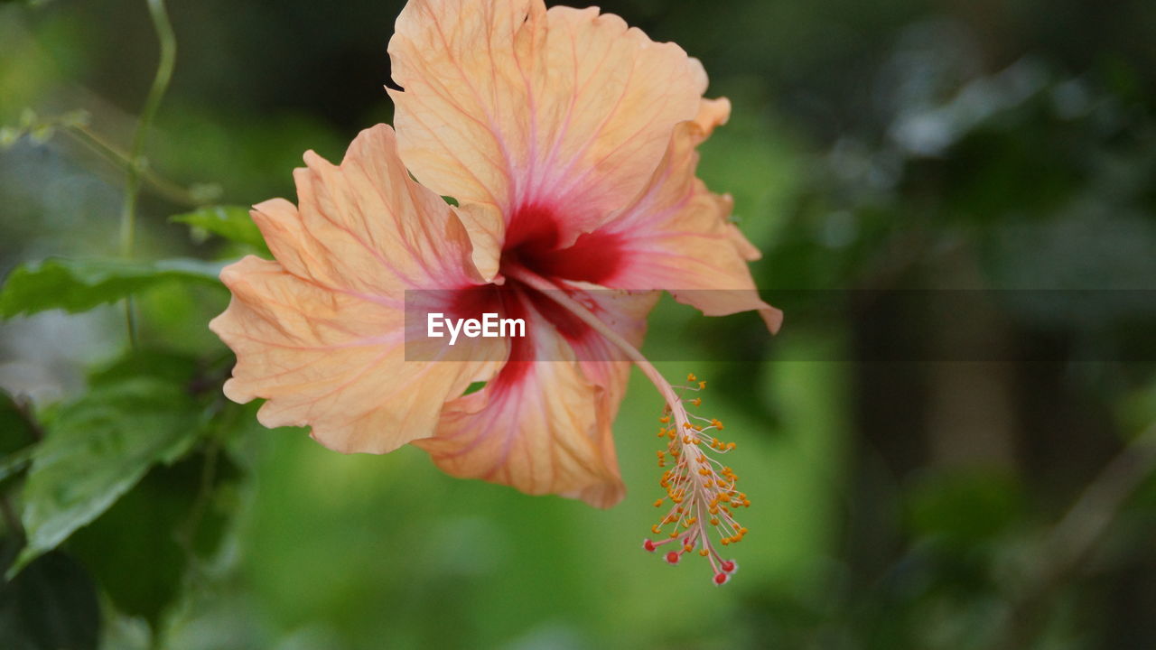 CLOSE-UP OF RED HIBISCUS