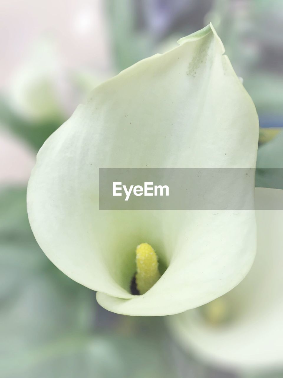 Close-up of white flowers