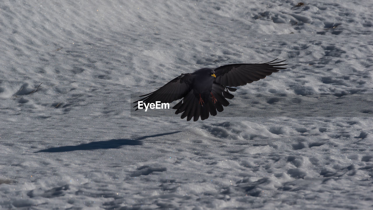 CLOSE-UP OF HAWK FLYING OVER WATER