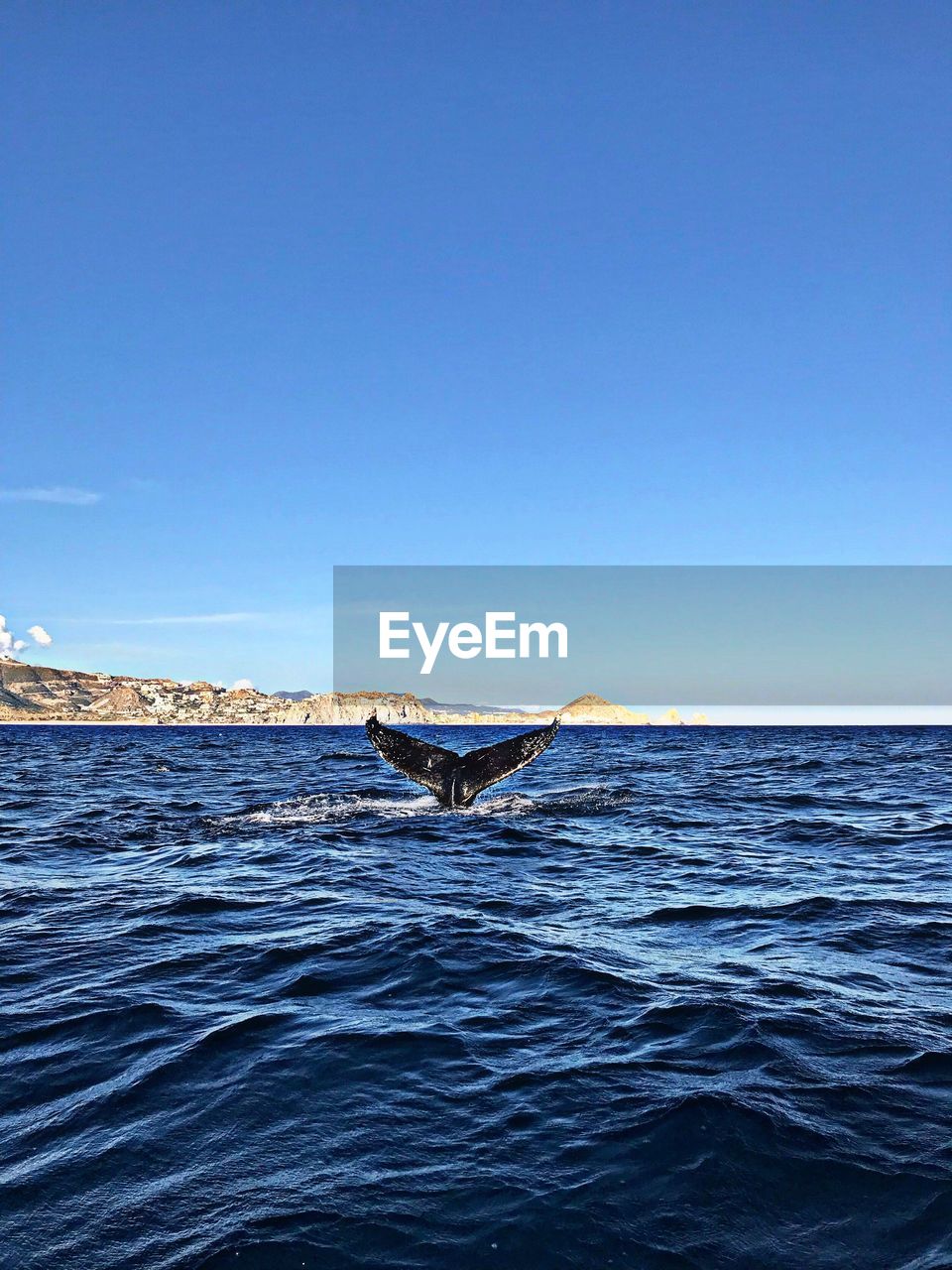 View of whale swimming in sea against clear blue sky