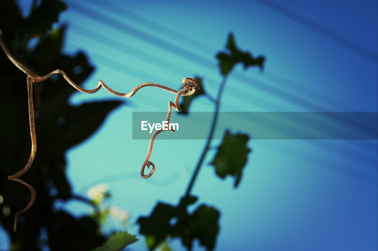 Low angle view of dry stem against sky