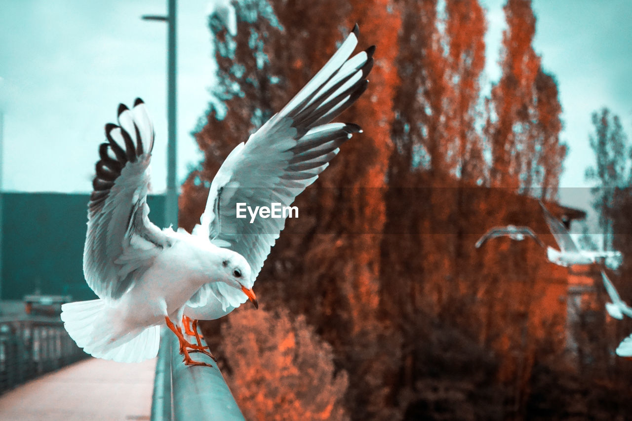 CLOSE-UP OF SEAGULL FLYING OVER A HAND