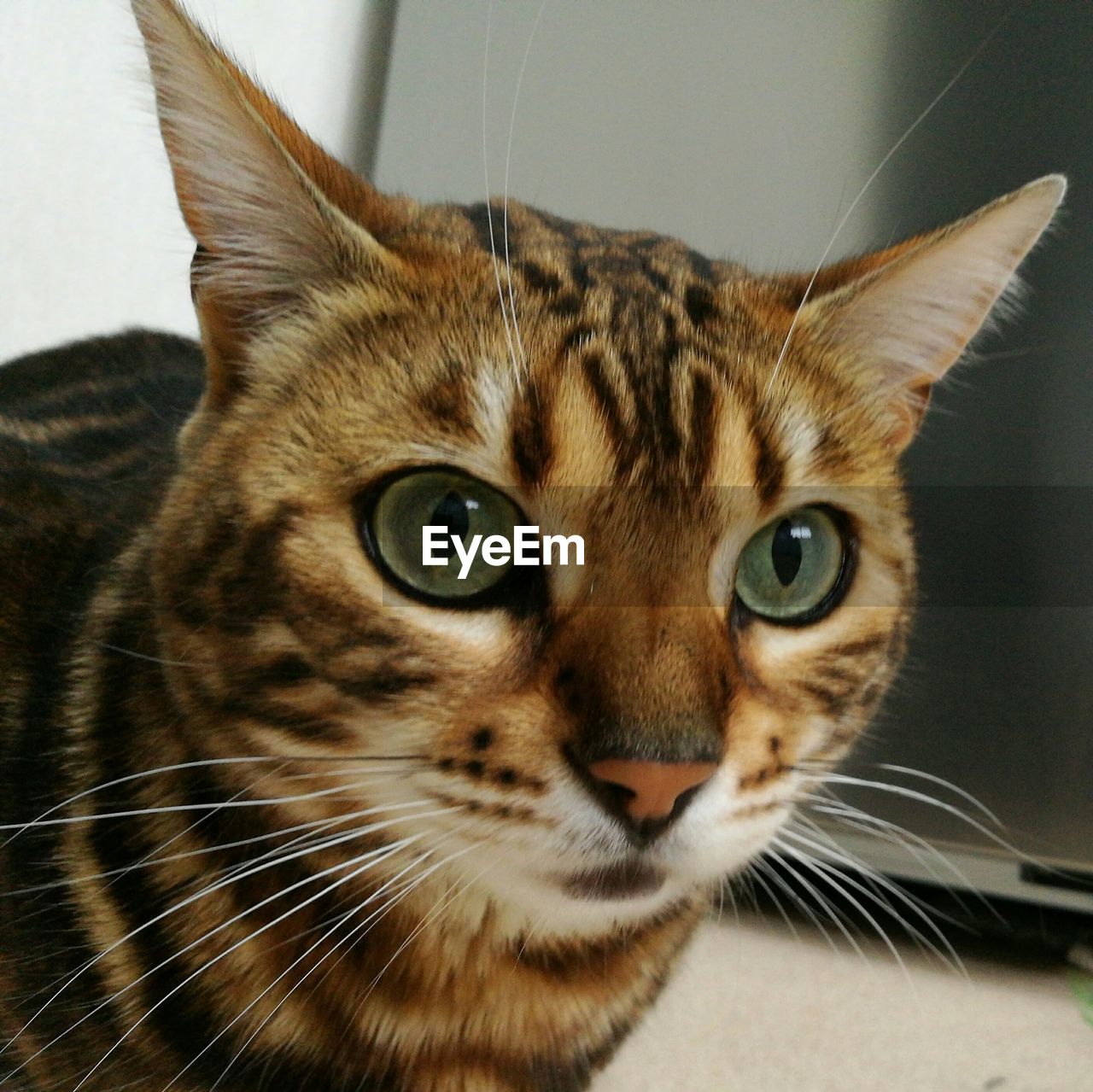 CLOSE-UP PORTRAIT OF CAT IN CONTAINER