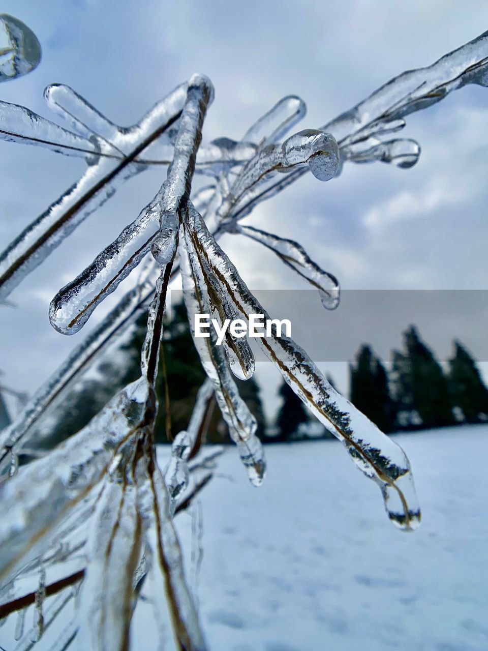 CLOSE-UP OF FROZEN PLANT