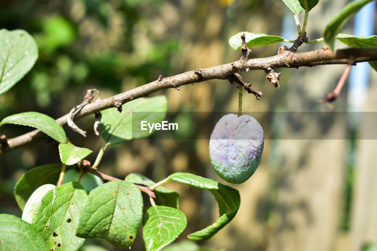 CLOSE-UP OF FRUIT ON TREE